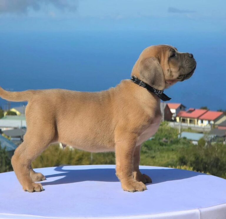 IMG-20260706-WA0011