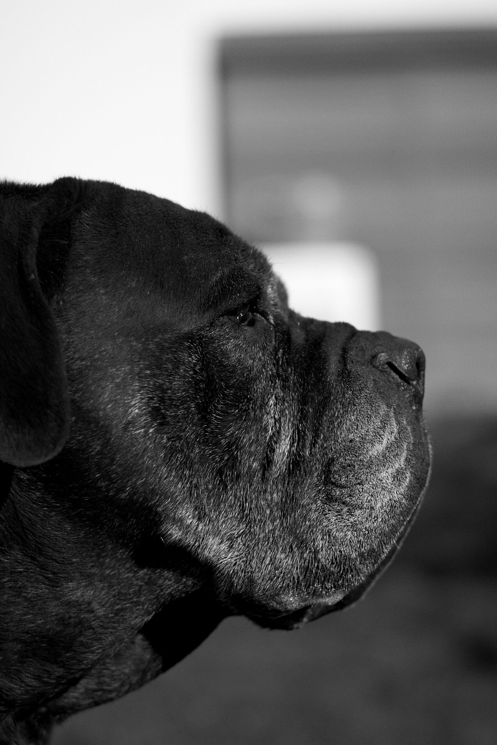 pexels-anna-2037514238-31705709